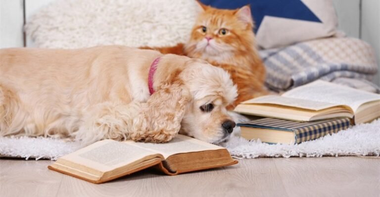 Professionals and Cons of Having Pets in a Faculty Dorm