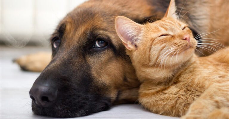 Canine, Cats, and Medication: When and Why Would possibly Your Pet Want Sedatives?