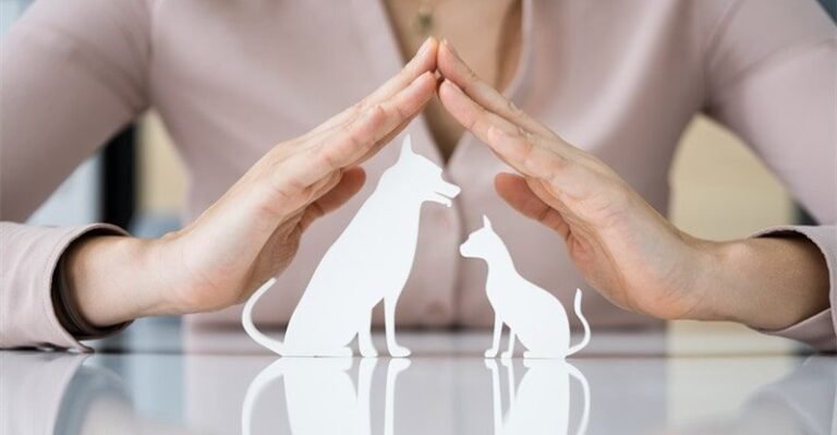 Do Pet Insurance coverage Firms Cowl Pre-Current Circumstances?