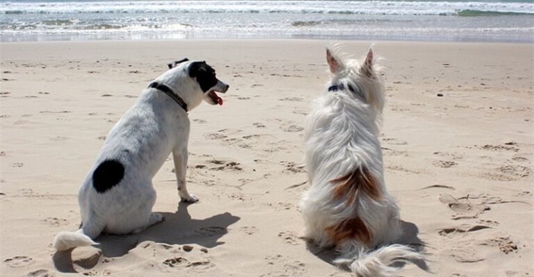 6 Useful Ideas for Going to the Seashore with Your Pets